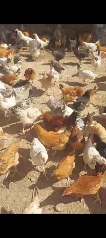 Digər heyvanlar: Şher sort colpalar 5 ayina kecmis colpalardir unvan bineqedi