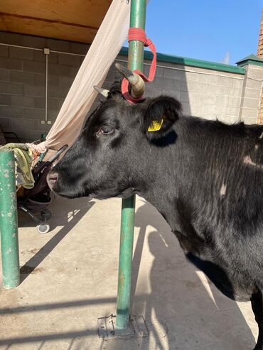 Коровы, быки: Продаю | Корова (самка) | Для молока — 2