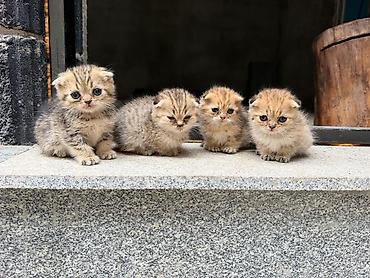 Мышыктар сатылат: Шотландские вислоухие котята (Scottish Fold), помёт из 4 малышей. - — 3