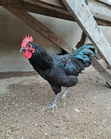ГАЗ: 🐓 Satılır – Avstralorp (Avstroloq) Xoruz ✅ Tam sağlam, bütün