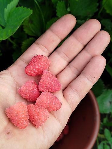 Малина: Малина Оптом — 7