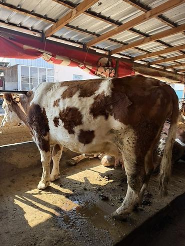 Коровы, быки: Продаю | Тёлка | Искусственник — 12