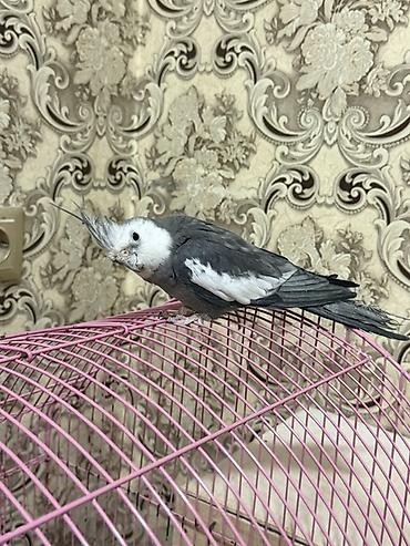 feniks quşu: Nimfa (cockatiel) – boz-ağ rəngli, qalxan daraqlı gözəl ev quşu — 2