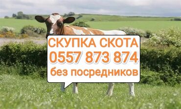 лебединовка быки: Куплю | Коровы, быки, Лошади, кони, Другие с/х животные | Круглосуточно, Любое состояние, Забитый