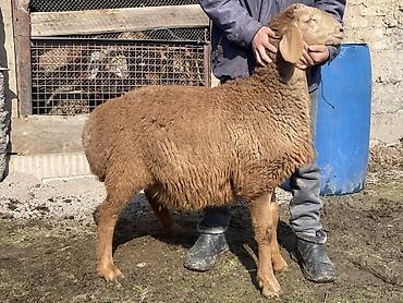 Баран, овца: Продаю | Овца (самка) | Для разведения | Матка — 9