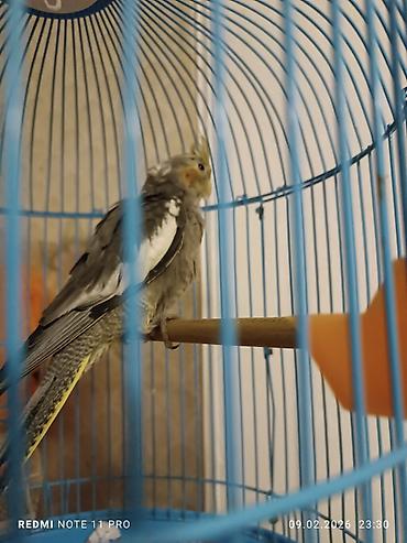 Tutuquşları: Təzə yemə düşmüş 39 günlük korela balası Sağlamdır öz quşlarımın — 5