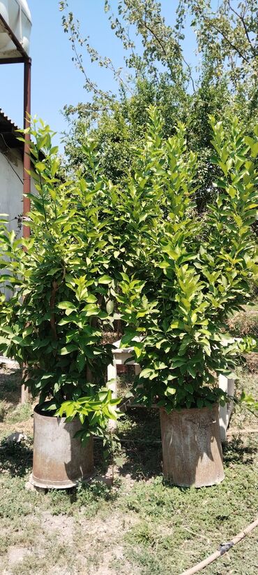 Çöl bitkiləri: Bu limon ağacları böyüməkdədir və iri, sıx yarpaqlı kollar
