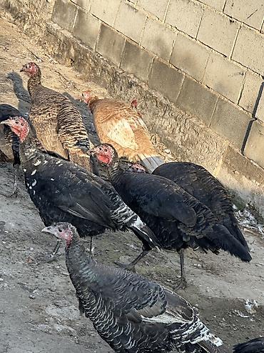 Птицы: Индюшки 10 самок и 2 самца — 7