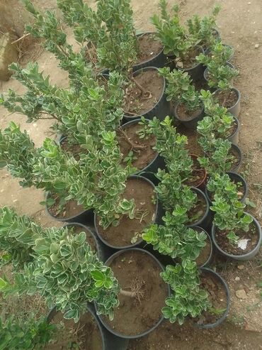 Tinglər: Həmişəyaşıl dekorativ kollar – qablarda - Növ: Euonymus japonicus — 3