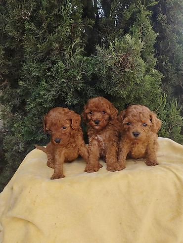 pudel mini: Pudel, 2 ay — 3