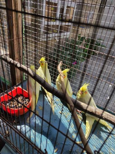 Tutuquşları: Bala korellalar yalniz zeng vitaminli — 6