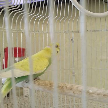 Tutuquşları: Dalmatin rəng çaları olan dalğalı tutuquşu (budgerigar) və qəfəs — 2