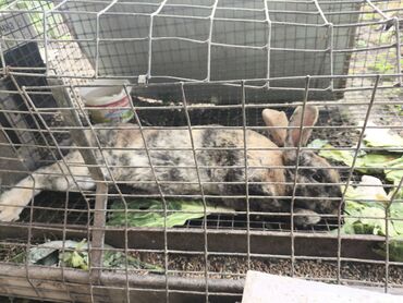 декаративный кролик: Продается кролик, самец породы Рекс цена окончательная