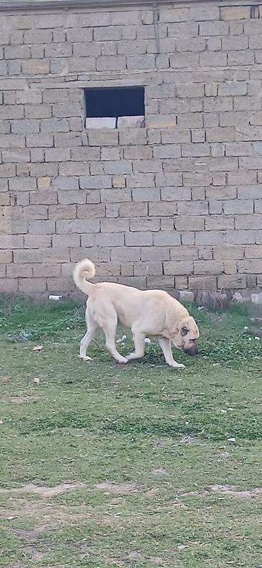 İtlər: Kanqal, 2 il, Erkek — 12