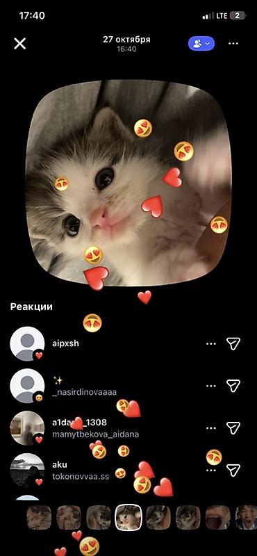 купить собаку бишкек: Кошка даром: Беспородная, 2 месяца, Мальчик, Метис — 1