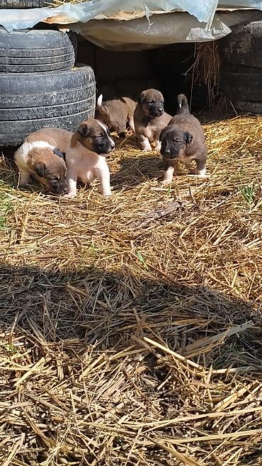 İtlər: Qafqaz çoban iti — 4