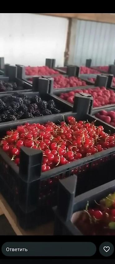 Ящики: Пластиковый Ящик — 24