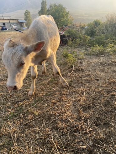 сколько стоит порода собаки доберман: Продаю | Бык (самец) | Алатауская | На откорм | Племенные