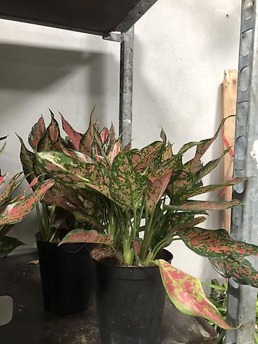 Другие комнатные растения: Комнатные растения в горшках — декоративные и фруктовые 1) Карликовый — 16