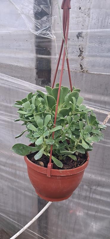 roza: Sukulent (Echeveria tipli) – qara plastik dibçəklərdə - Bitki tipi — 2