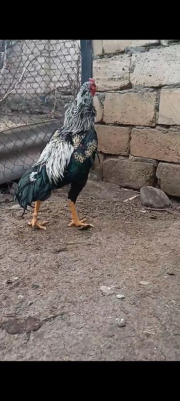 o şamo: 11 ayliq ata taylant ana mamba super qani olan heyvandi atasida — 2