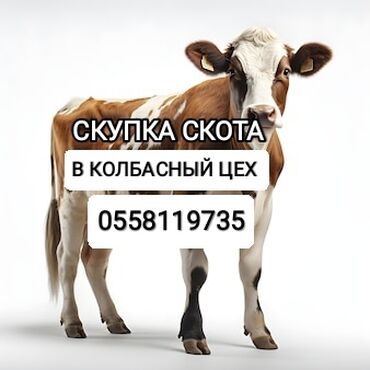 инкубатор продаю: Сатып алам | Уйлар, букалар, Жылкылар, аттар | Күнү-түнү, Бардык шартта, Союлган