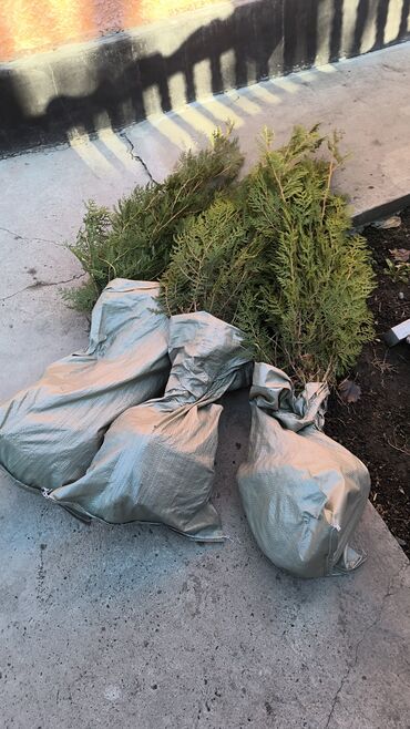 Декоративные деревья: Саженцы деревьев: Туи — 15