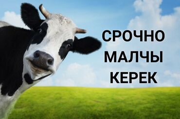 работа в англии на ферме 2022 для кыргызстанцев: Требуется Скотник, Оплата Сдельная, Обучение