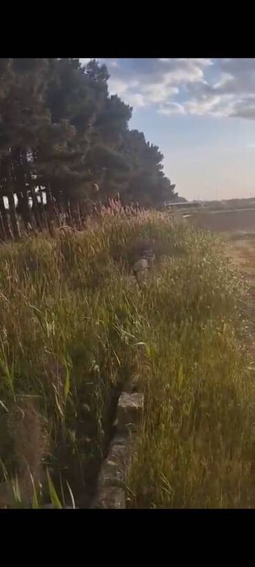 Torpaq sahələrinin satışı: 14 sot, Kənd təsərrüfatı, Mülkiyyətçi, Bələdiyyə — 7