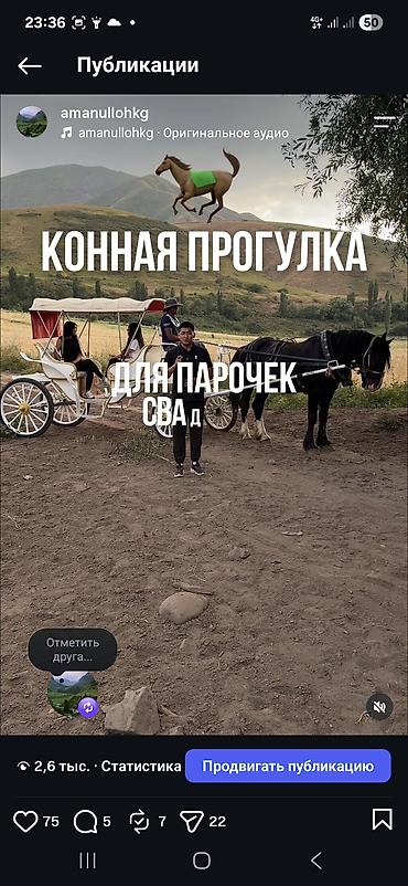 Животные: Продаю | Жеребец | Першерон | Рабочий | Осеменитель — 7