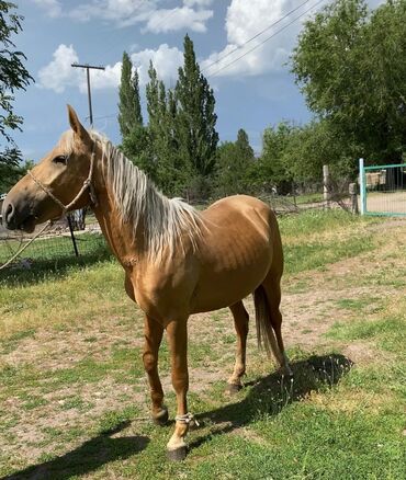 товары для животных: Сатылат