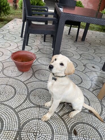 котёнок в добрые руки: Retriever, Erkek