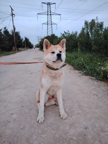gözəl it adları: Akita-inu, 1 il, Erkek, Cütləşmə üçün