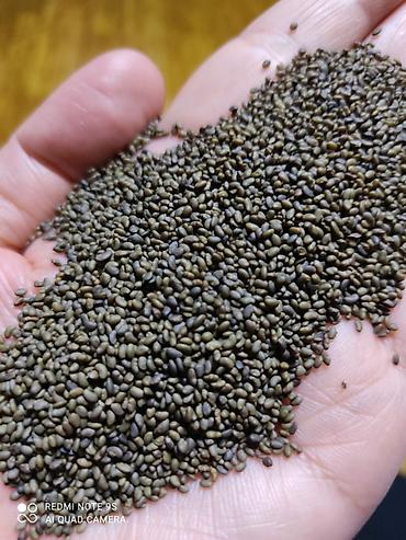 Другие зерновые культуры: Бедэ урук сатылат,Жогорку сорт,тап — 5