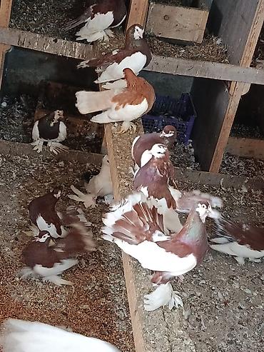drakon goyercin: Lentli Statlar 
bala verən quşlardır
yalnız zəng və vatsapa yazin — 6