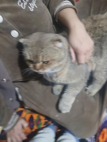 Продажа кошек: Скоттиш-фолд (шотландская вислоухая кошка). - Тип: домашний питомец — 11