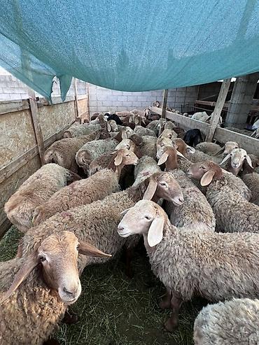 А/ч жаныбарларын сатам: Сатам | Ургаачы кой (ургаачы), Козу, Кочкор (эркек) | Көбөйтүү үчүн — 4
