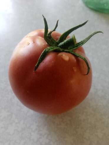 Другие услуги: Ищу бизнес партнера, инвестора, для выращивания овощей (открытый — 6