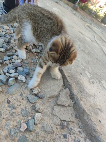 сиамский вислоухий кот цена: Вислоухий котенок 2-3месяца 
очень игривая