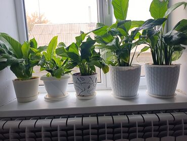 чип для животных: Гүлдөр сатылат же алмашам Комнатные растения — спатифиллум