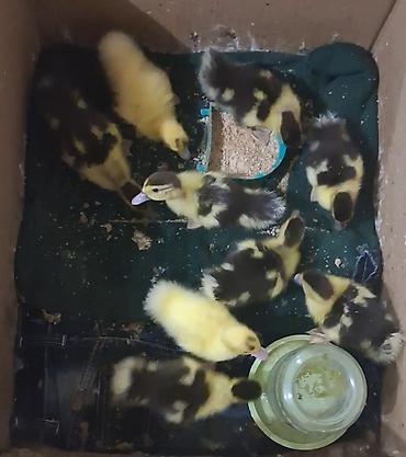 Satılır . Lal ördək balaları 45 gunuk 9 ədəd barter mümkündür cüt lalafo.az -da Satılır . Lal ördək balaları 45 gunuk 9 ədəd barter mümkündür cüt