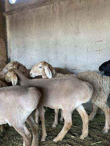 Продам с/х животных: Продаю | Овца (самка) | Арашан | Для разведения — 4