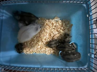 Gəmiricilər: Dwarf hamsterlər – ev heyvanı - Cırtdan/dwarf hamsterlər (bir neçə -da lalafo.az — 10 Gəmiricilər: Dwarf hamsterlər – ev heyvanı - Cırtdan/dwarf hamsterlər (bir neçə — 10