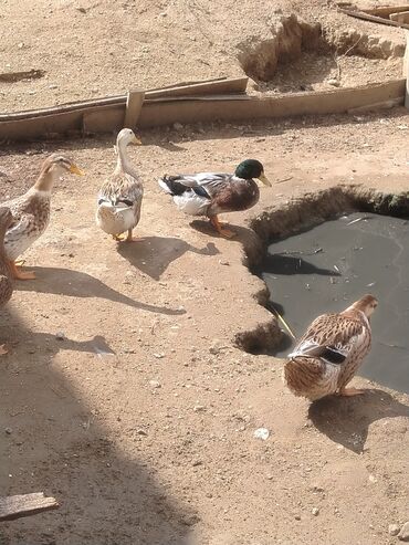 Ördəklər: Salam hamıya dalaşan yaşılbaş çöl. ördəyi satıram istəyən buyursun -da lalafo.az — 5 Ördəklər: Salam hamıya dalaşan yaşılbaş çöl. ördəyi satıram istəyən buyursun — 5