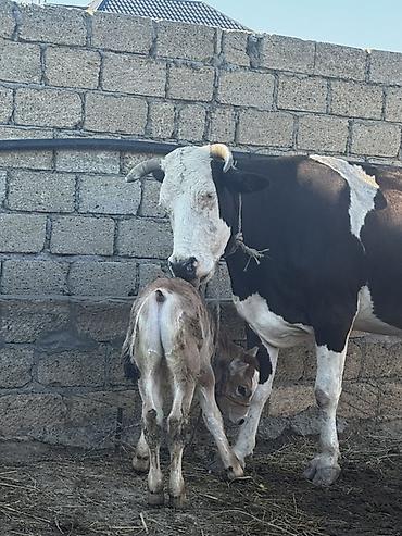 Inəklər, öküzlər: Simmental inək satılır. Balası erkəkdir. 4-cü balasıdır. Balası 2 — 1