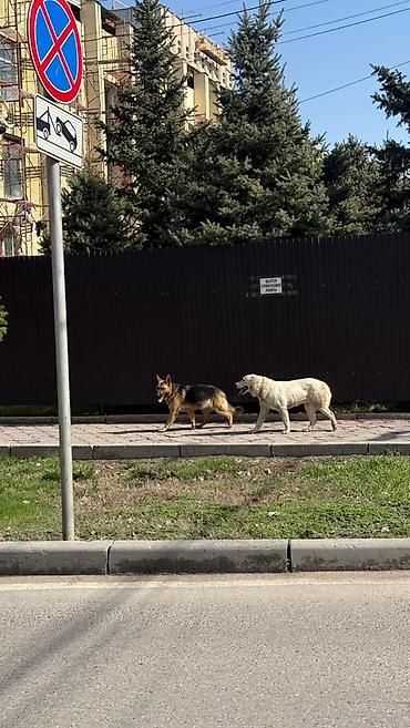 Другая автоэлектроника: Продаю контроллер 96-120 v 8- 15 kw с программным обеспечением,ЭБУ — 21