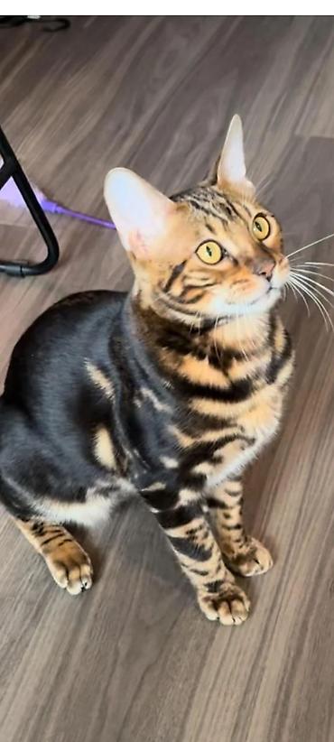 Продажа кошек: Бенгальская, 2 месяца, Мальчик, Черный, Приучена к лотку, Проглистована, С документами — 1