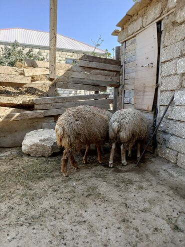heyvanlara verilen xususi adlar: --- 🐑 DİRİ ERKƏK QUZU SATILIR! 🐑 Tam sağlam, kök və ətlidi —