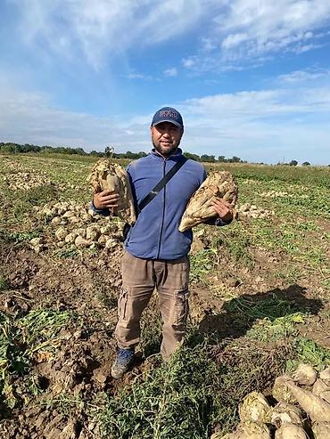 Свёкла: 10+1 акция срочно Семена Сахарной свеклы компании Beta Seed 2025 — 12