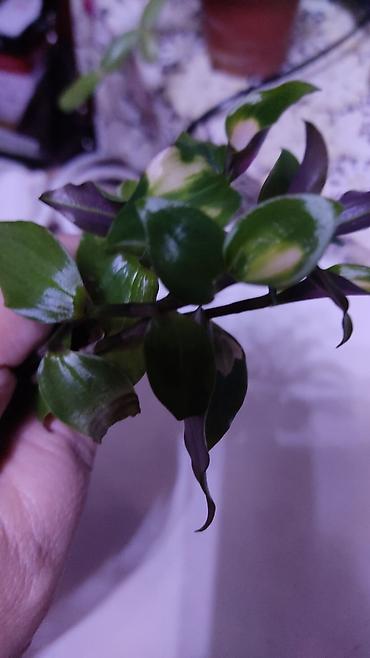 Другие комнатные растения: Хлорофитумы. распродажа Хлорофитум - можно по праву назвать — 12